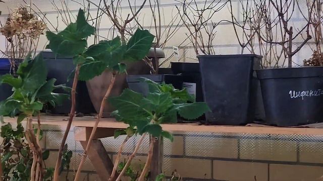 СРОЧНО СДЕЛАЙТЕ ЭТО С ГОРТЕНЗИЯМИ В ФЕВРАЛЕ!!! Стоит ли будить маточник?! смотреть онлайн
