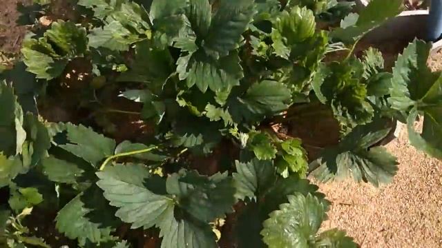 АТАКОВАЛИ СЛИЗНИ. НАЛЕТЕЛА КАПУСТНАЯ МОЛЬ. ЧЕГО ЕЩЁ ЖДАТЬ? смотреть онлайн