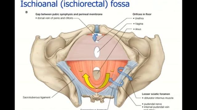 Perineum смотреть онлайн