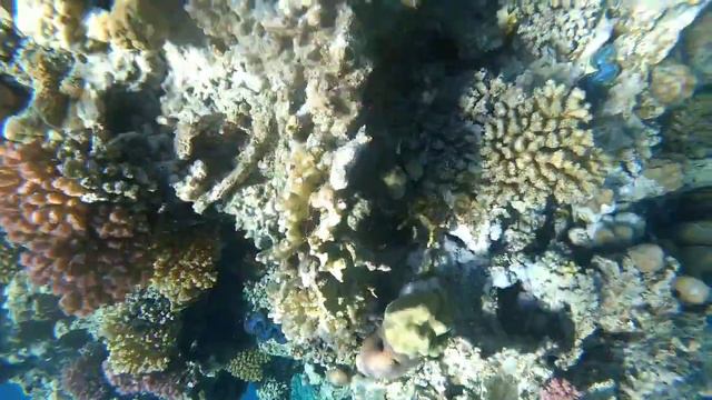 Морские красоты Marsa Alam Port Ghalib, ноябрь 2019 смотреть онлайн