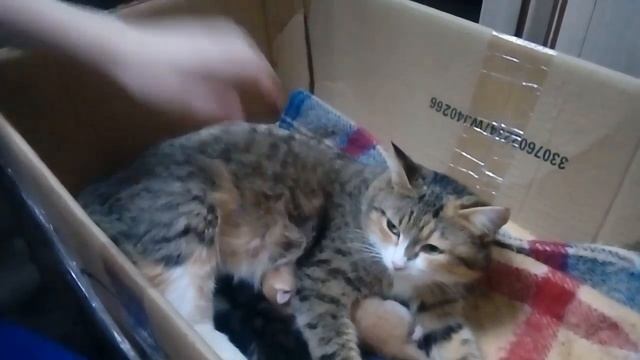 Кошка Муся родила котят смотреть онлайн