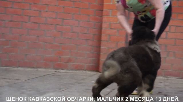 Продается щенок Кавказской овчарки, мальчик. www.r-risk.ru +79262205603 Ягодкина Татьяна смотреть онлайн