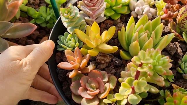 What to do with the succulent's flower stalk ? смотреть онлайн