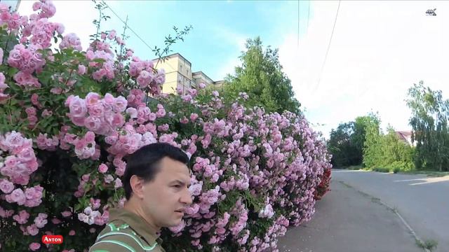 Лямур и розы смотреть онлайн