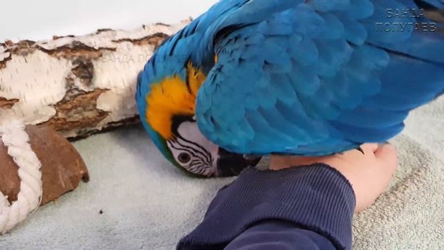 ?Самый большой попугай нашей стаи сломал хвост || Что случилось? смотреть онлайн