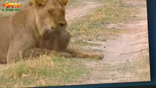 Мангуст против льва. Схватка крошечного зверька и огромного льва / Мангуст Победитель - Редкие кадр смотреть онлайн