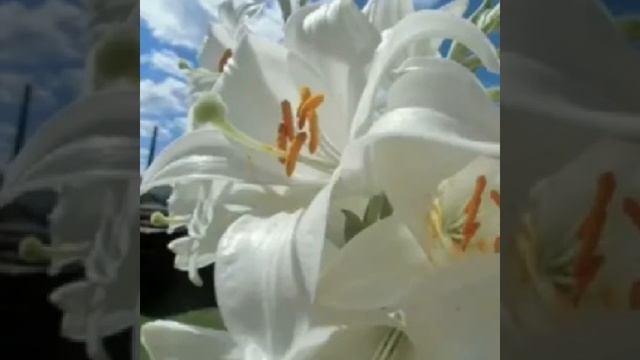 Сергей Любавин (Нежность)Вальс дождя ☔. смотреть онлайн