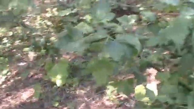 Наша йошта 9 июля. Дозревает смотреть онлайн