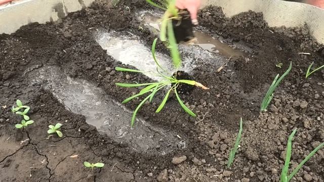 Анютины глазки и гацания выращенная дедовским способом смотреть онлайн