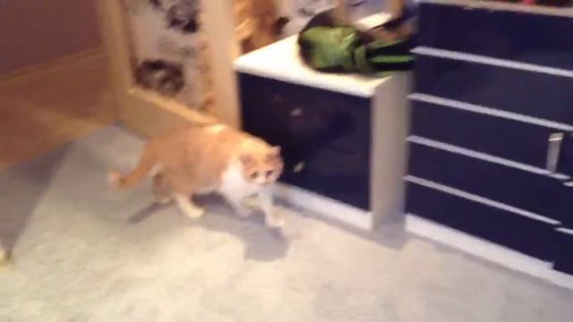 Кот испугался веселой драки смотреть онлайн