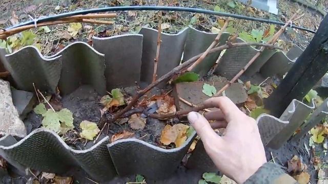 Обрезка винограда!!! самый простой и эффективный способ+[Бесштамбовая формировка] смотреть онлайн