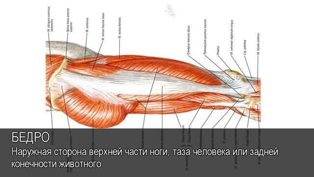Бедро. Толковый Видеословарь русского языка смотреть онлайн