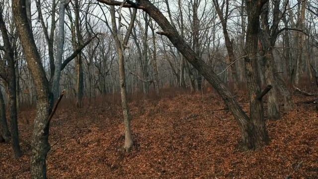 Расслабляющая музыка,звуки природы/relax Music,sounds Of Nature