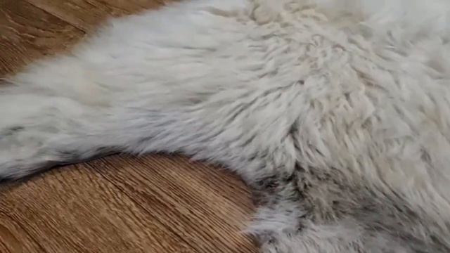 ОВЧИНА БЕЛО-ПЕПЕЛЬНАЯ (КОД: 4360) смотреть онлайн