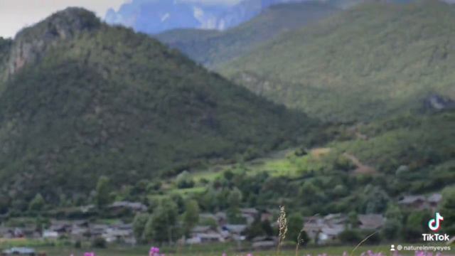 Primula beesiana 霞红灯台报春 смотреть онлайн