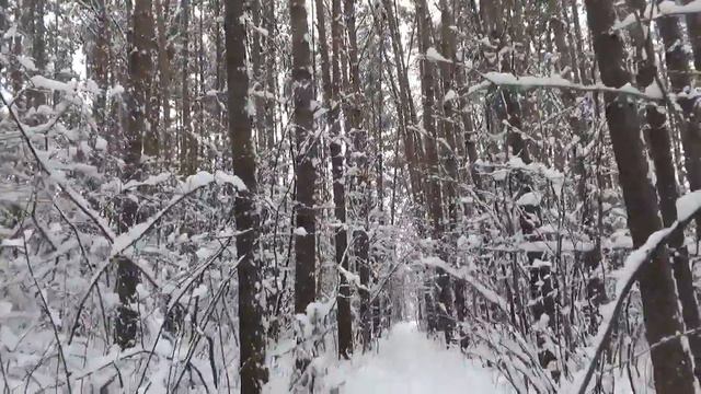Лес будет стоять. смотреть онлайн