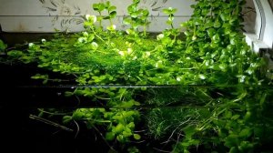 Аквариум 20 литров! Бакопа Монье наросла сверху аквариума)Креветки "Blue Dream"  и сомик "Штерба" )