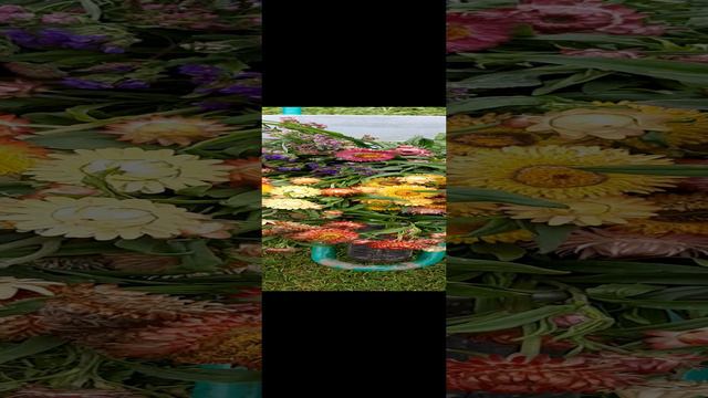 Сухоцвет Гелихризум