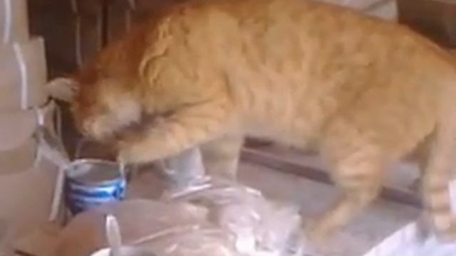 Кот лакомится сгущёным молоком смотреть онлайн