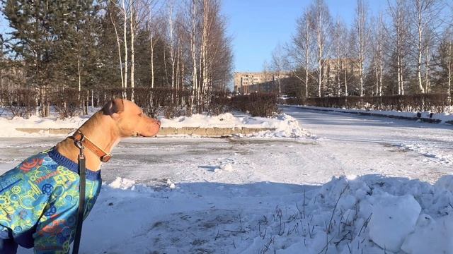 Прогулка Веги, снято на iPhone 13 смотреть онлайн