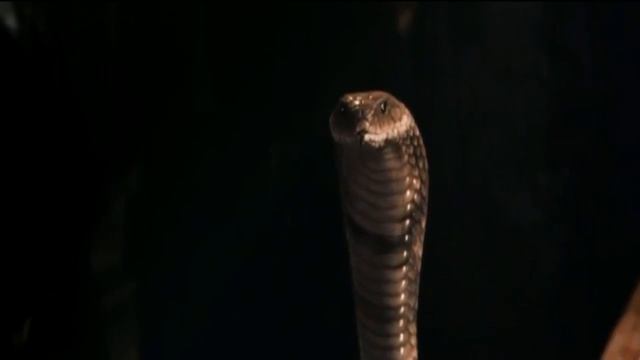 Гарри Поттер говорит на змеином языке (Парселтанг)