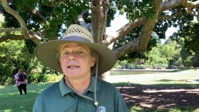 Syzygium moorei (Coolamon, Watermelon Tree) смотреть онлайн