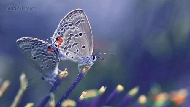 10 САМЫХ МАЛЕНЬКИХ ЖИВОТНЫХ В МИРЕ смотреть онлайн
