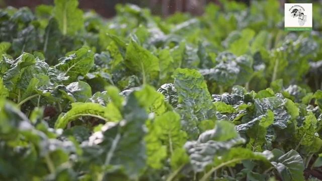 Agribusiness Success Story from Kirwara and Kangari Market Group смотреть онлайн