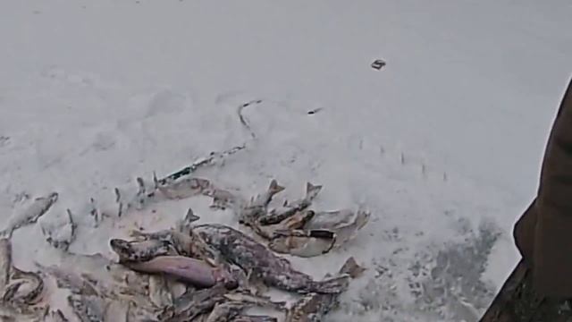 Рыбалка, как она есть. Ловим микижу (радужную форель) смотреть онлайн