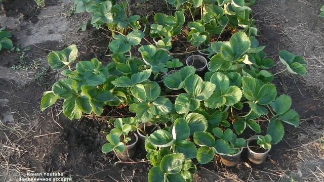 ПОЛИВАЙТЕ КЛУБНИКУ ПРАВИЛЬНО , КАК ПОЛИВАТЬ КЛУБНИКУ смотреть онлайн