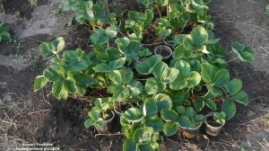 ПОЛИВАЙТЕ  КЛУБНИКУ  ПРАВИЛЬНО , КАК ПОЛИВАТЬ КЛУБНИКУ