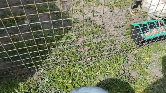 Цыплята Самая большая порода кур Jersey Giant Джерсийский Гигант смотреть онлайн