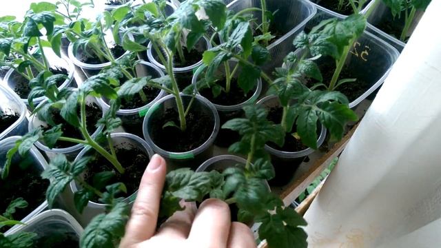 Сегодня 01.05.18. Как выглядят томатики, посеянные 31.03.18. смотреть онлайн