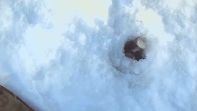 Рыба НЕ КЛЮЁТ на зимней рыбалке! Как ВЕРНУТЬ КЛЁВ! Как Заставить Клевать рыбу! смотреть онлайн