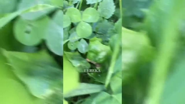 Все важные фразы должны быть тихими смотреть онлайн