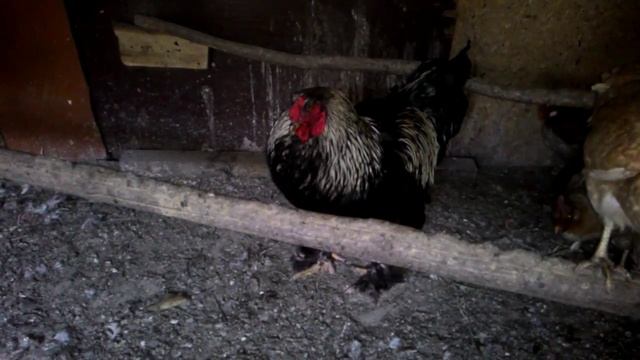 Чёрный петух Брама смотреть онлайн