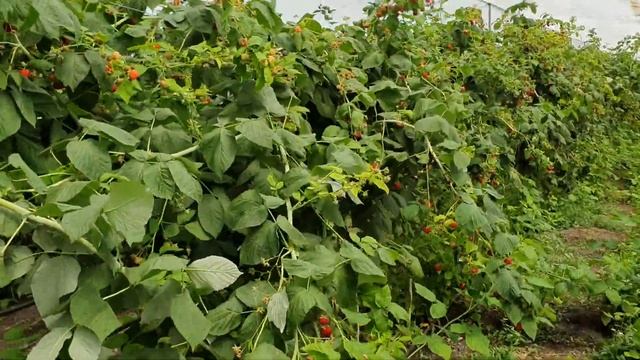 Ремонтантный сорт малины Квелли засыпал нас урожаем ? смотреть онлайн