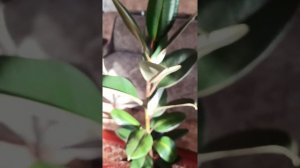 Фикус черный принц