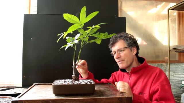 Money Tree Bonsai, (Pachira aquatica), June 2016 смотреть онлайн