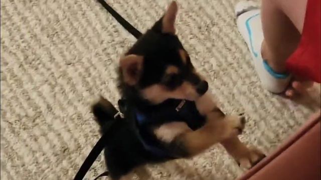 Pretend treats #puppy #pomchi смотреть онлайн