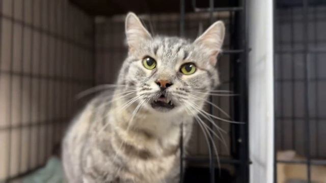 КЕННЕТ смотреть онлайн