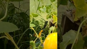 Как вырастить дыни в Ленинградской области.