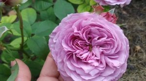 Потрясающая малышка! Сорт розы Lavender Ice