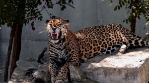 ТИГР ПРОТИВ ЯГУАРА. КТО ПОБЕДИТ?