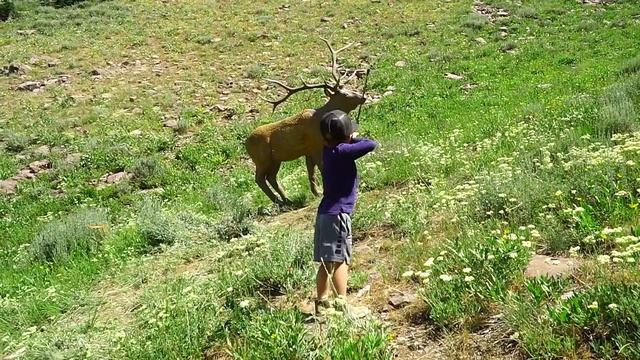 SHOOTING A MOOSE AT 83 YARDS смотреть онлайн