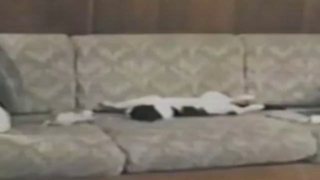 Funny Cats. Приколы с котами - Мегаподборка 2 смотреть онлайн