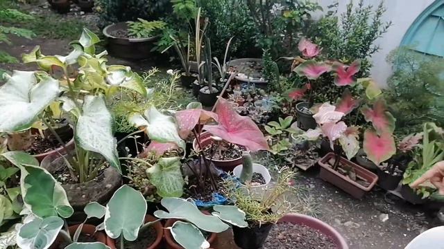 CACTUS AND CALADIUM HUNTING смотреть онлайн