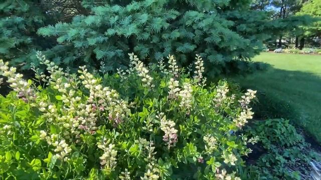 Decadence® Deluxe 'Pink Lemonade' Baptisia | Garden Crossings
