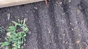 Лук душистый Джусай многолетняя полезная зелень с чесночным ароматом  Советую всем