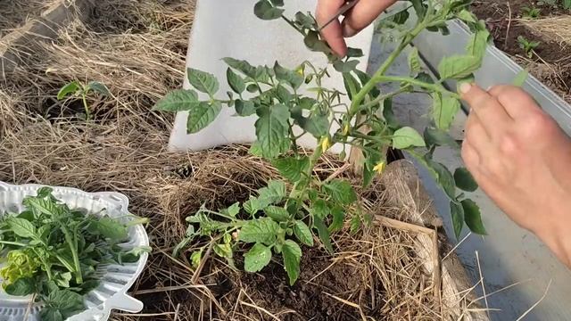 Пасынковать или Нет? ДА! Правильно удаляем Пасынки. некоторые советы при формировании куста помидо смотреть онлайн